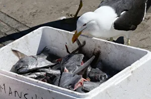 A seagull tries to eat a piece of fish at an artisanal fishermans market in Valparaiso A seagull tries to eat a piece of fish at an artisanal fishermans market in Valparaiso