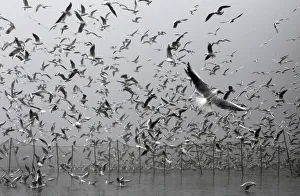 Seagulls fly over nets searching for food during a traditional haul of the Velky Tisy Seagulls fly over nets searching for food during a traditional haul of the Velky Tisy