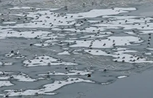 Seagulls stand on the frozen Dnipro River in Kiev Seagulls stand on the frozen Dnipro River in Kiev