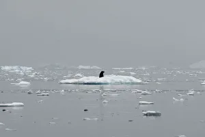 A seal occupies an iceberg in Andvord Bay, Antarctica A seal occupies an iceberg in Andvord Bay, Antarctica