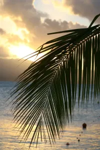 Season Prints: Print of a Sunset over a Guadeloupe Beach