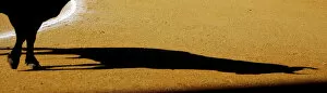 Images Dated 1st July 2005: The shadow of a bull is seen in the sand during a bullfight at the bullring of El