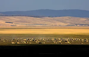 Sheep graze on the dry lake bed of Lake George near the Australian capital city of Sheep graze on the dry lake bed of Lake George near the Australian capital city of