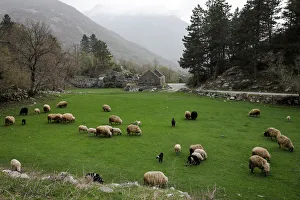 Sheep graze in a field near the village of Njegusi Sheep graze in a field near the village of Njegusi