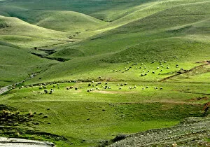 Images Dated 31st January 2004: SHEEP GRAZE ON MOUNTAIN SLOPES NEAR THE TOWN OF SULEIMANIYA IN IRAQ