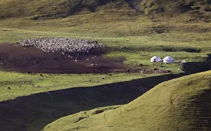 Sheep graze near yurts on the mountainous Assy plateau Sheep graze near yurts on the mountainous Assy plateau