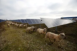 Sheep are herded at a photovoltaic power plant in Allonnes near Le Mans Sheep are herded at a photovoltaic power plant in Allonnes near Le Mans