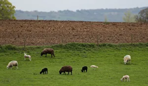 Sheep and lambs graze in a field near Congleton Sheep and lambs graze in a field near Congleton