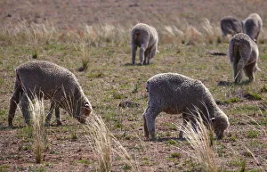 Sheep ready for shearing stand in a paddock located on a property near the central New Sheep ready for shearing stand in a paddock located on a property near the central New