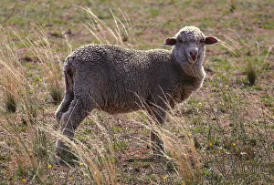 A sheep ready for shearing stands in a paddock located on a property near the central New A sheep ready for shearing stands in a paddock located on a property near the central New