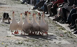 A shepherd dog controls a group of geese before being blessed by a priest on the day of A shepherd dog controls a group of geese before being blessed by a priest on the day of