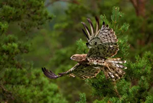 Short-toed snake eagle flies in a forest near the village of Yanovichi Short-toed snake eagle flies in a forest near the village of Yanovichi