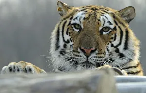 A Siberian tiger clings to wood logs at the Siberian Tiger Forest Park in Harbin A Siberian tiger clings to wood logs at the Siberian Tiger Forest Park in Harbin