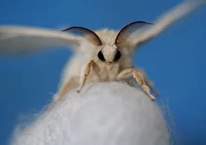 A silkmoth that has hatched out of its cocoon is seen at the Campoverde cooperative A silkmoth that has hatched out of its cocoon is seen at the Campoverde cooperative