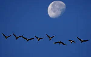A skein of geese fly past the moon as they prepare to land at Vane Farm nature reserve A skein of geese fly past the moon as they prepare to land at Vane Farm nature reserve