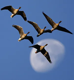 A skein of geese fly past the moon as they prepare to land at Vane Farm nature reserve A skein of geese fly past the moon as they prepare to land at Vane Farm nature reserve