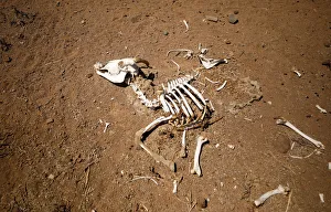 Skeleton of a dead goat lies in the veld on a farm near drought-stricken Graaff-Reinet Skeleton of a dead goat lies in the veld on a farm near drought-stricken Graaff-Reinet