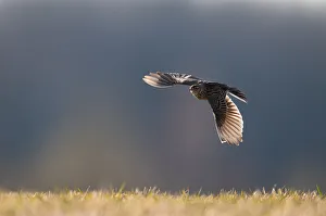 Skylark flies in a field near the village of Trusavichy Skylark flies in a field near the village of Trusavichy