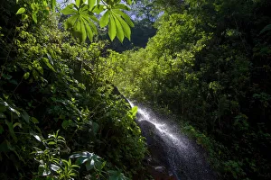 A small cascade is seen at the Manu Biosphere Reserve Cloud Forest in Perus southern A small cascade is seen at the Manu Biosphere Reserve Cloud Forest in Perus southern