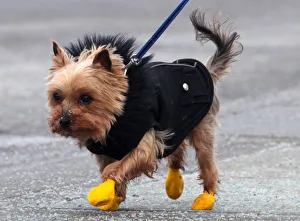 A small dog wears boots and a coat during frigid weather on Parliament Hill in Ottawa A small dog wears boots and a coat during frigid weather on Parliament Hill in Ottawa