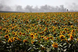 Smoke is seen behind a field of sunflowers on Israeli side of the border fence between Smoke is seen behind a field of sunflowers on Israeli side of the border fence between
