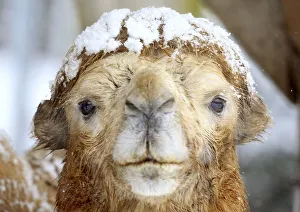 A snow covered bactrian camel stands in an enclosure at the zoo in Zurich A snow covered bactrian camel stands in an enclosure at the zoo in Zurich