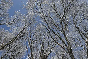 Snow covered trees are seen on the outskirts of St. Petersburg Snow covered trees are seen on the outskirts of St. Petersburg