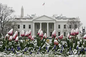 Snow covers tulips blooming in Lafayette Park across from the White House after a Snow covers tulips blooming in Lafayette Park across from the White House after a
