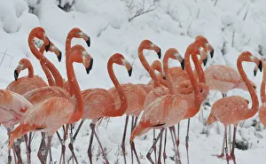 Snow falls on a flock of flamingos standing on a snow-covered field at a wildlife zoo in Snow falls on a flock of flamingos standing on a snow-covered field at a wildlife zoo in