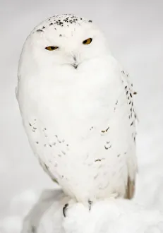 A snowy owl is seen in Burford A snowy owl is seen in Burford