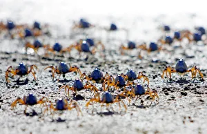 Soldier crabs scuttle across the sand during low tide at Quibray Bay in the south of Soldier crabs scuttle across the sand during low tide at Quibray Bay in the south of