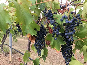 Soon-to-be-harvested grape vines are seen at Ivanhoe Wines in the New South Wales Hunter Soon-to-be-harvested grape vines are seen at Ivanhoe Wines in the New South Wales Hunter