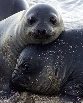 SOUTHERN ELEPHANT SEAL PUPS REST ON PATAGONIAN BEACH IN ARGENTINA SOUTHERN ELEPHANT SEAL PUPS REST ON PATAGONIAN BEACH IN ARGENTINA