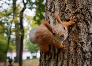 A squirrel clambers on a tree at a park in autumn foliage in Almaty A squirrel clambers on a tree at a park in autumn foliage in Almaty