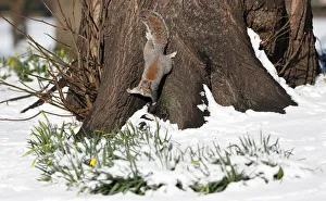 A squirrel forages in the snow in St James Park, London A squirrel forages in the snow in St James Park, London