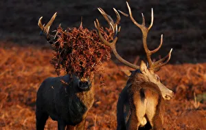 Two stag deer pause during a rutt at Bradgate Park in Newtown Linford Two stag deer pause during a rutt at Bradgate Park in Newtown Linford
