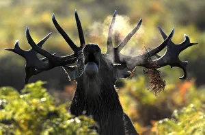 A stag deer walks early in the morning during the rutting season in Richmond Park in A stag deer walks early in the morning during the rutting season in Richmond Park in
