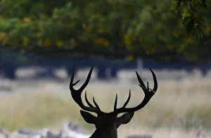 A stag takes shade under a tree during autumn in Richmond Park, London A stag takes shade under a tree during autumn in Richmond Park, London