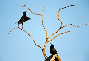 Starlings are seen at their nesting box in a private garden in the town of Bobruisk Starlings are seen at their nesting box in a private garden in the town of Bobruisk