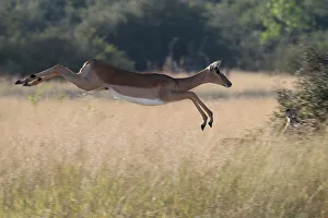 A startled antelope jumps over grassland in the Okavango Delta A startled antelope jumps over grassland in the Okavango Delta