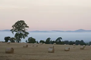 Straw bails are seen in a field on a misty autumn morning near Glamis in Angus, Scotland Straw bails are seen in a field on a misty autumn morning near Glamis in Angus, Scotland