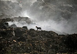 A stray dog stands as smoke billows from a burning garbage dump on outskirts of Ahmedabad A stray dog stands as smoke billows from a burning garbage dump on outskirts of Ahmedabad