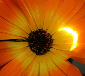 Images Dated 29th March 2006: Sun reflected on flower as moon blocks it, as seen in Amman