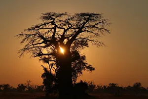 The sun rises behind a Baobab tree in the Okavango Delta The sun rises behind a Baobab tree in the Okavango Delta
