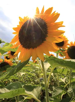 The sun shines over a sunflower at an annual sunflower festival in Tokyo The sun shines over a sunflower at an annual sunflower festival in Tokyo