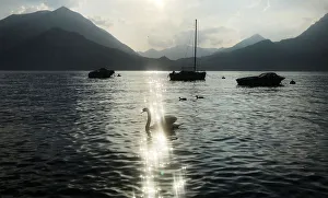 The sun sparkles on Lake Como in the evening as a swan swims past in Varenna The sun sparkles on Lake Como in the evening as a swan swims past in Varenna