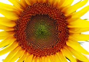 A sunflower is pictured in a field near Frauenkirchen in Austria A sunflower is pictured in a field near Frauenkirchen in Austria