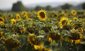 Sunflowers damaged by drought are seen on a field near the village of Matzendorf Sunflowers damaged by drought are seen on a field near the village of Matzendorf