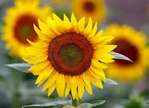 Sunflowers are pictured in a field near Frauenkirchen in Austria Sunflowers are pictured in a field near Frauenkirchen in Austria