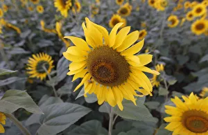 Sunflowers are seen in full bloom on a field in Sirisia district, near the Kenya-Uganda border Sunflowers are seen in full bloom on a field in Sirisia district, near the Kenya-Uganda border